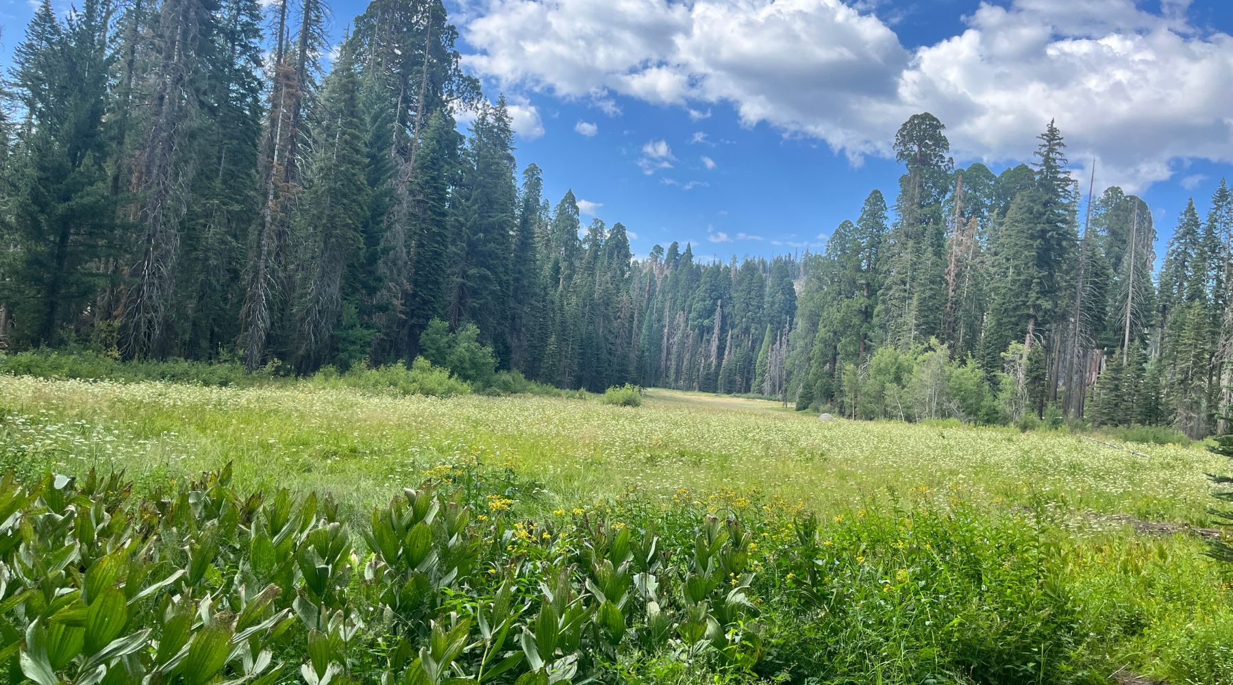 Crescent meadow, Sequoia National Park